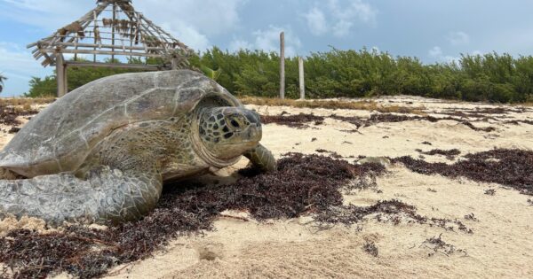 Protegidos 500 nidos de tortugas marinas en Puerto Morelos durante la temporada de desove