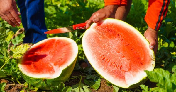 Producción de sandía