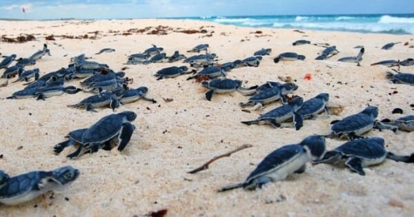 Protección de la Tortugas en Tulum